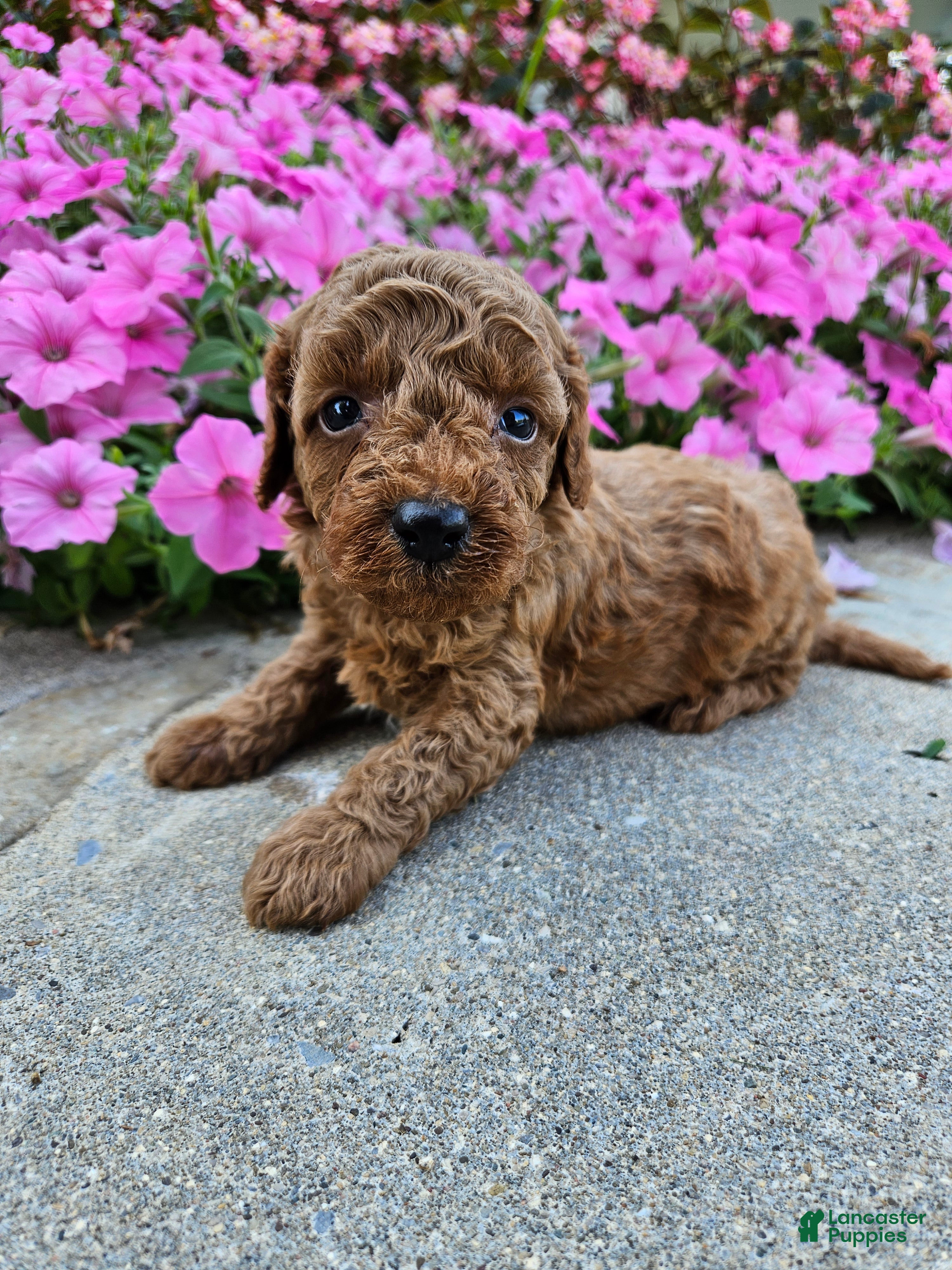 Cavapoo dogs Griff - Ad 12