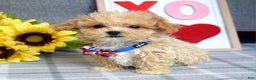 Maltipoo dogs for sale: Axel - Ad 7