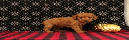 Miniature Poodle dogs for sale: Wonder - Ad 2