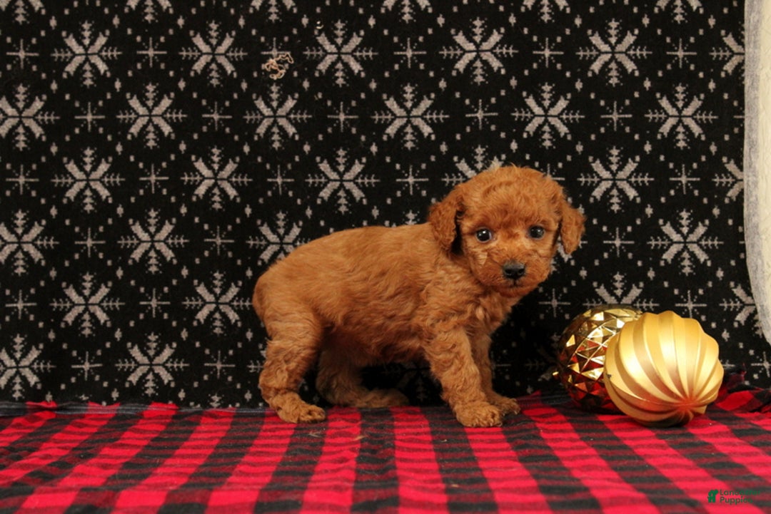Miniature Poodle dogs for sale: Wonder - Ad 2