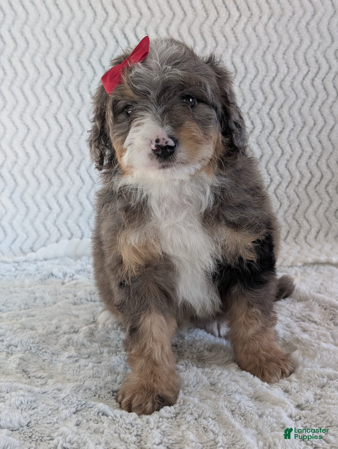 Mini Bernedoodle dogs for sale: Mini Banks  - Ad 9