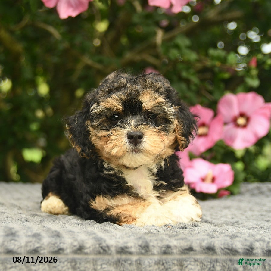 Mixed Breed dogs Alyssa  - Ad 2