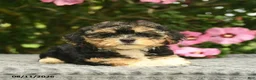 Mixed Breed dogs for sale: Alyssa  - Ad 2