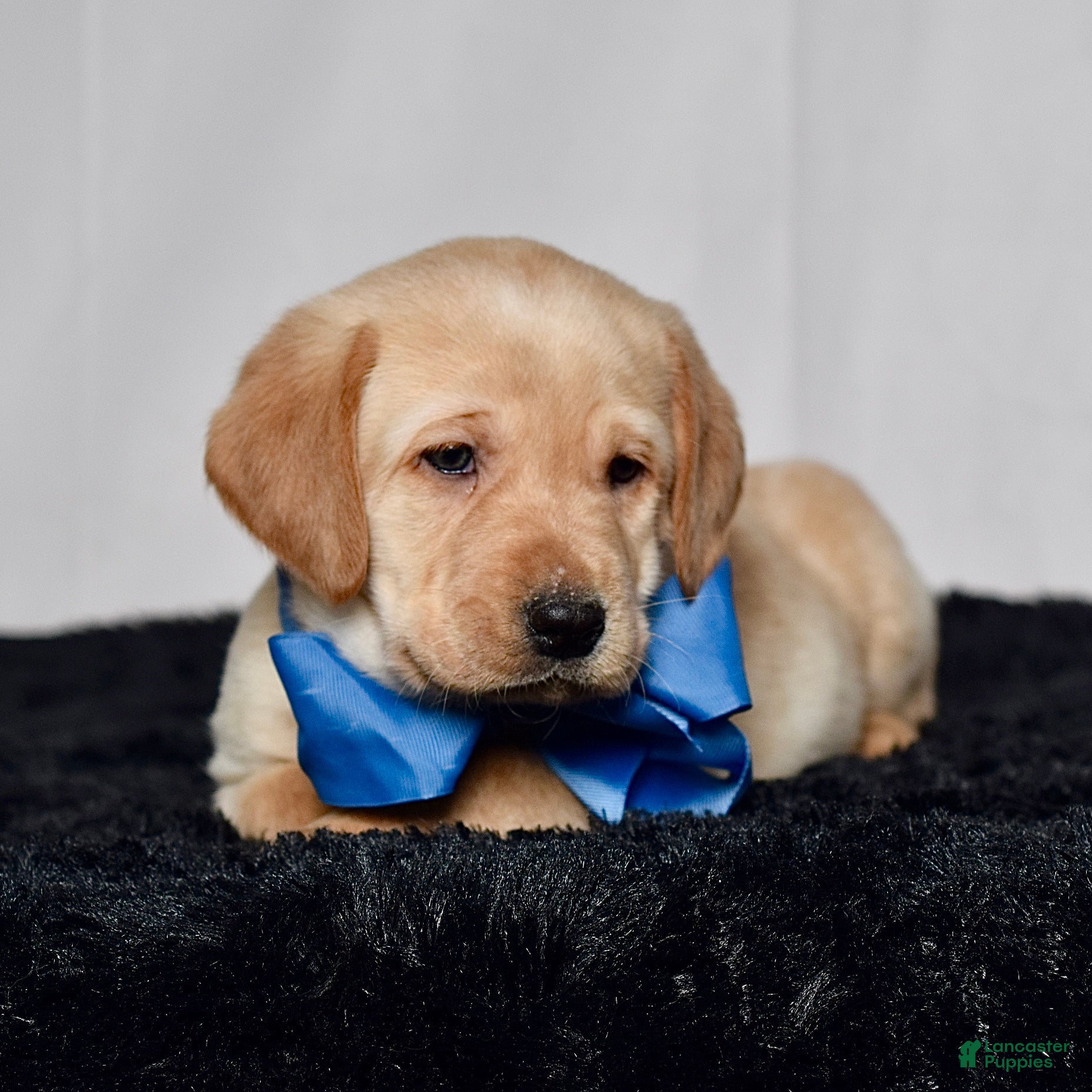 Labrador Retriever dogs Pepper - Ad 1