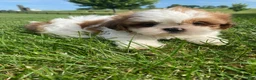 Shih Tzu dogs for sale: Timmy - Ad 12
