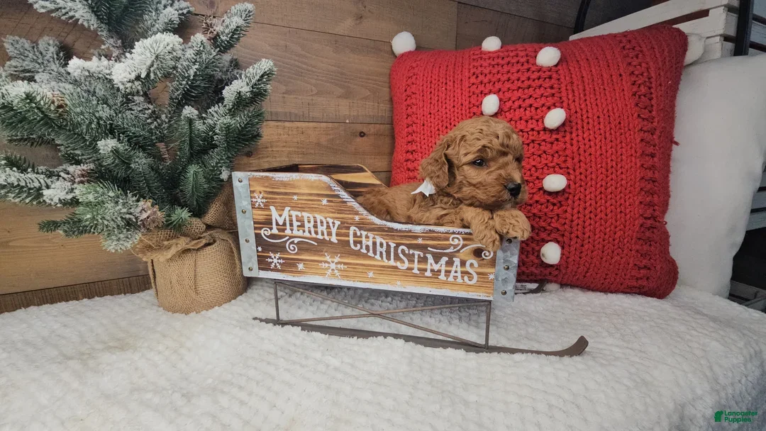 Mini Goldendoodle dogs for sale: Nicholas - Ad 3