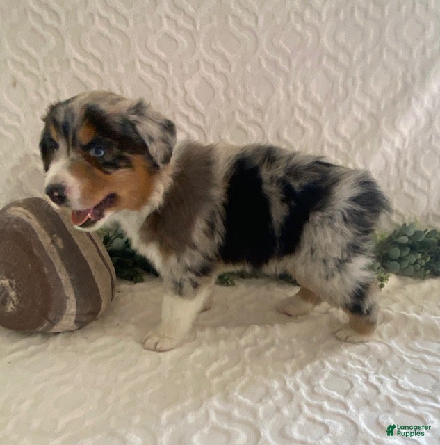 Australian Shepherd dogs Rocky - Ad 2