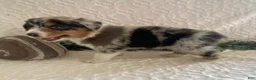 Australian Shepherd dogs for sale: Rocky - Ad 2