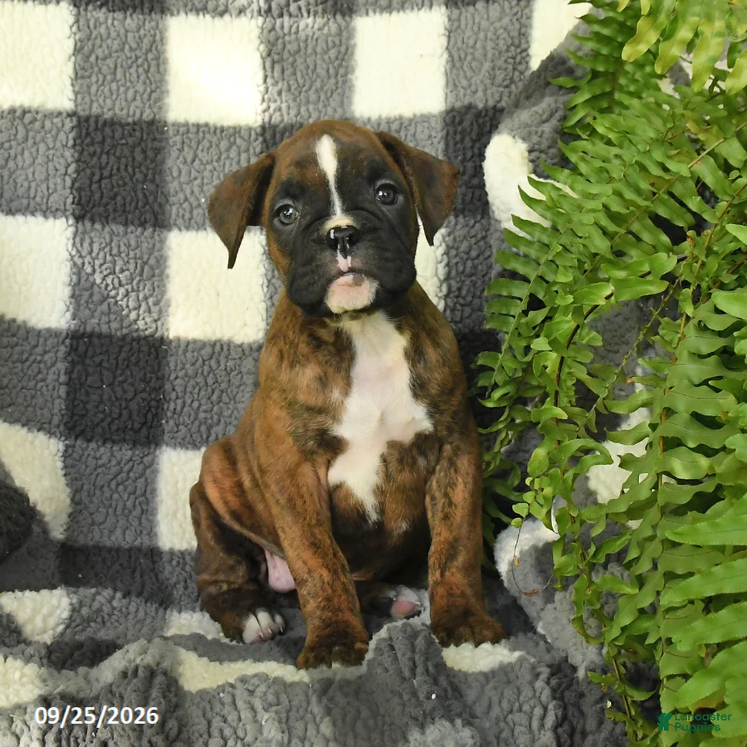 Boxer dogs for sale: Pearl - Ad 3