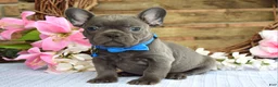 French Bulldog dogs for sale: Freddy - Ad 1
