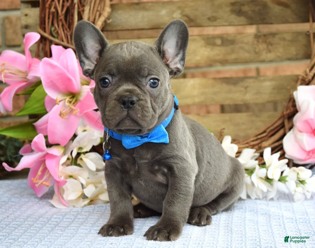 French Bulldog dogs for sale: Freddy - Ad 1