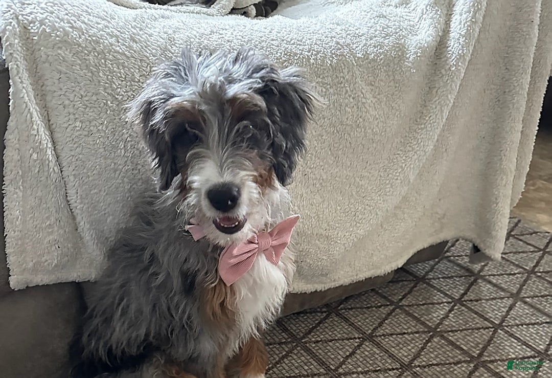 Gallery Image {{count}}