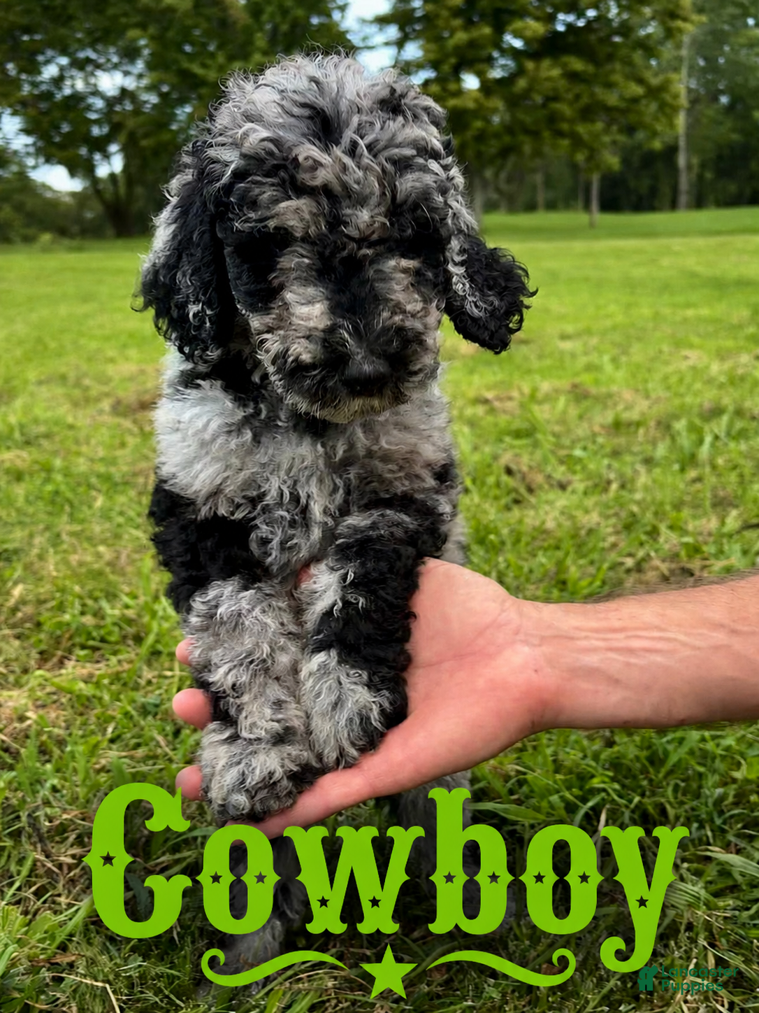 Standard Poodle dogs Cowboy - Ad 2