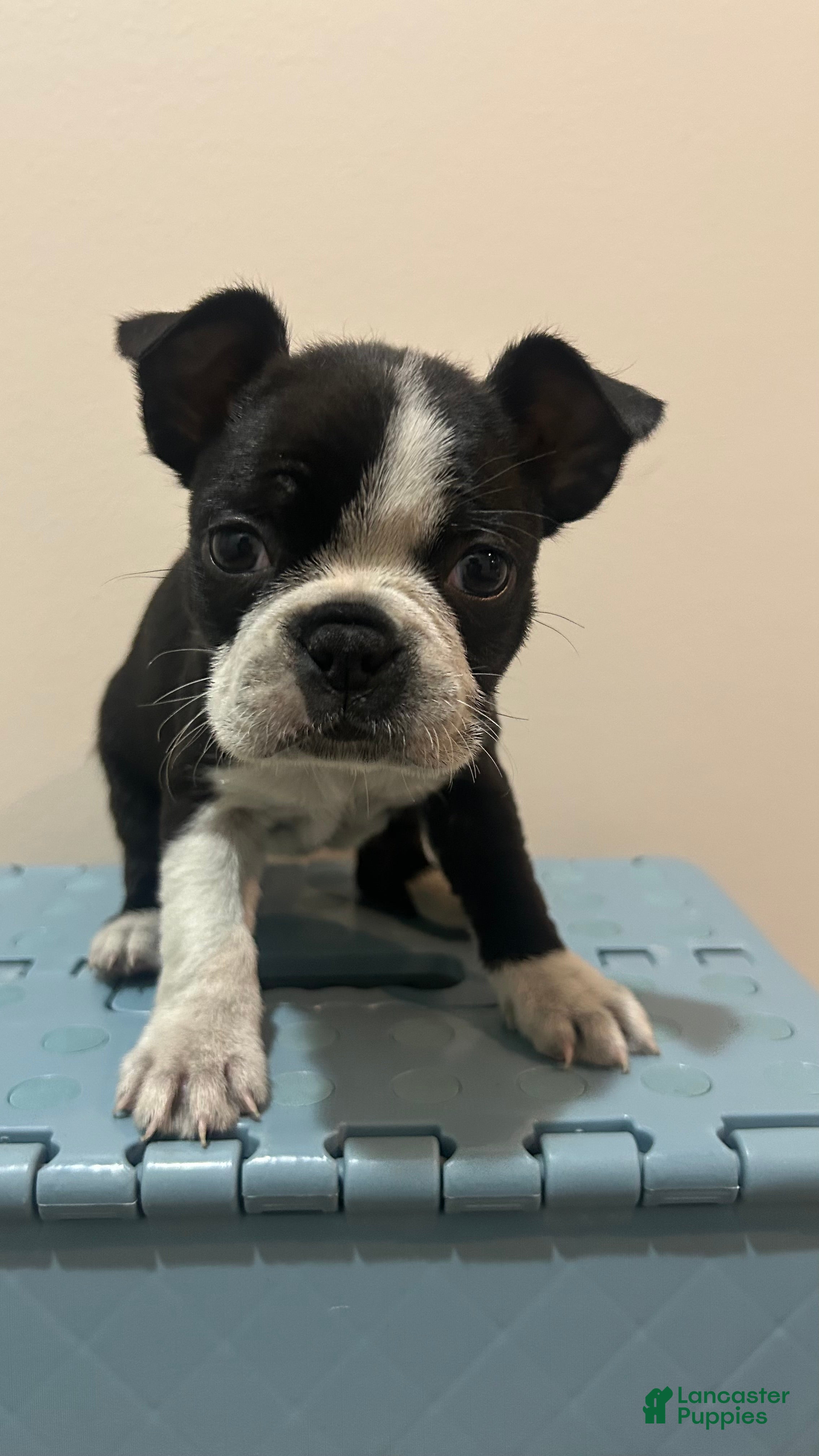 Boston Terrier dogs Dawn - Ad 5