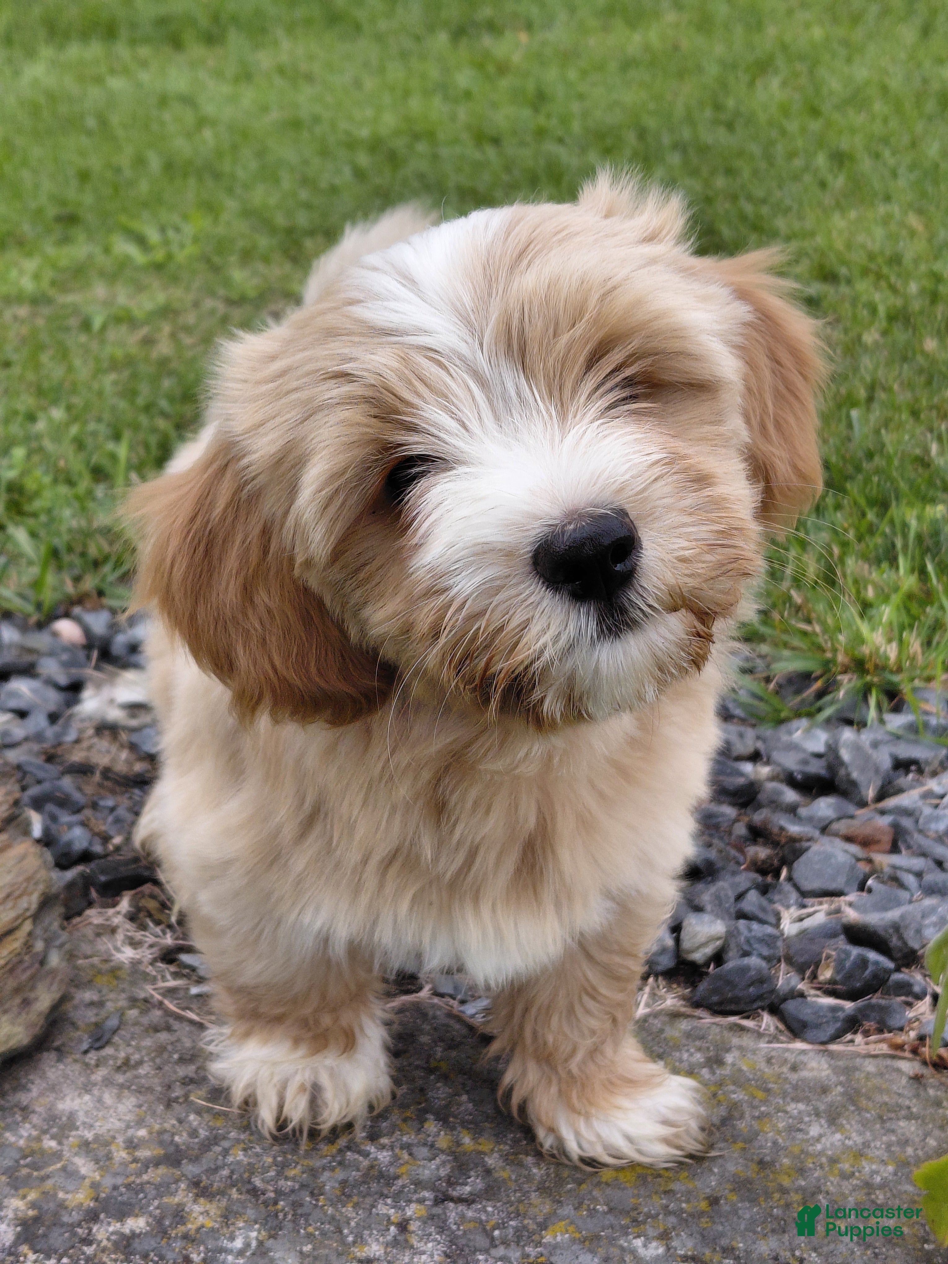 Mixed Breed dogs Simon - Ad 33