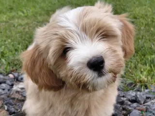 Mixed Breed dogs Samson - Ad 21