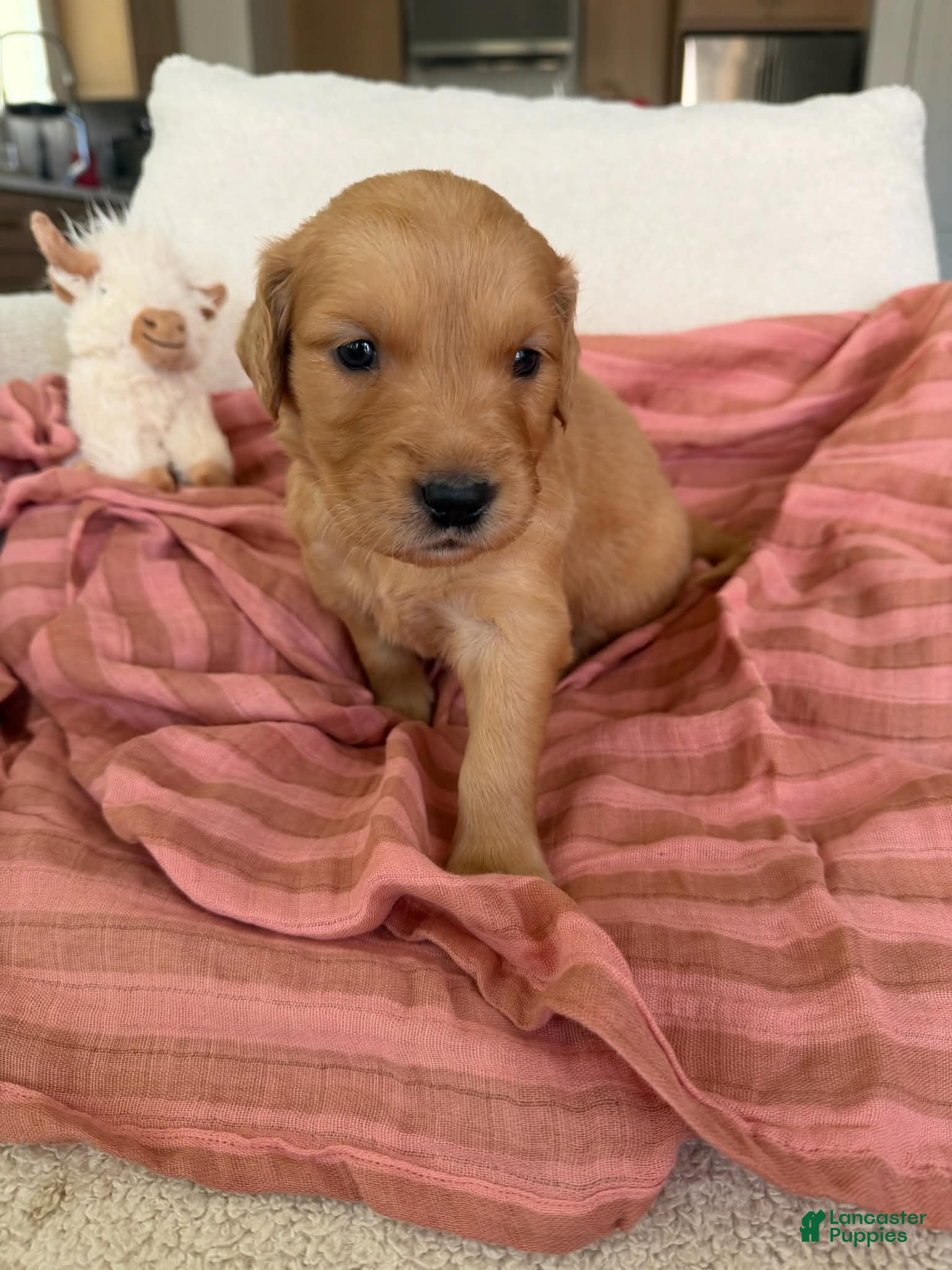 Golden Retriever dogs for sale: Golden Retriever Puppy 6 (Purple) - Ad 2