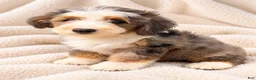 Mini Bernedoodle dogs for sale: Copper - Ad 6