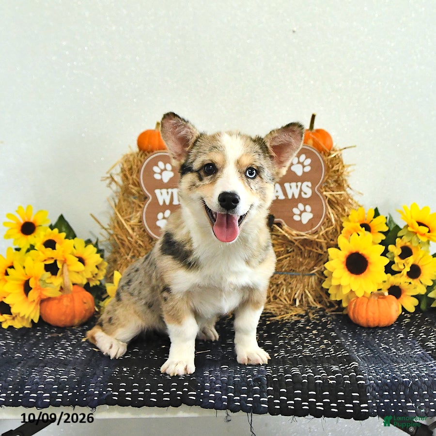 Sparkle (Mixed breed, Female) in Topeka, IN