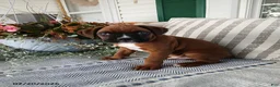 Boxer dogs for sale: Socket - Ad 4