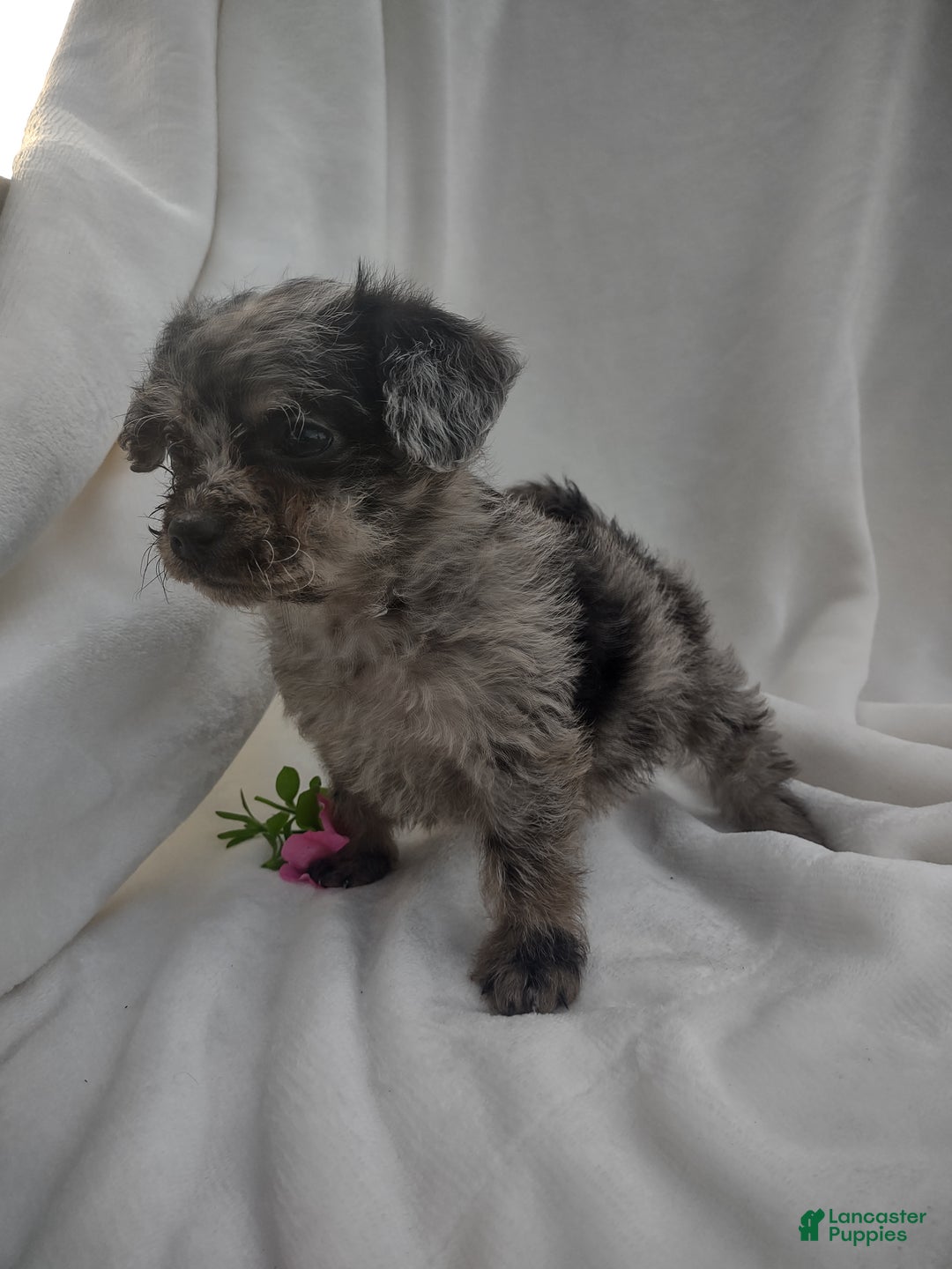 Chipoo dogs for sale: Jada - Ad 3