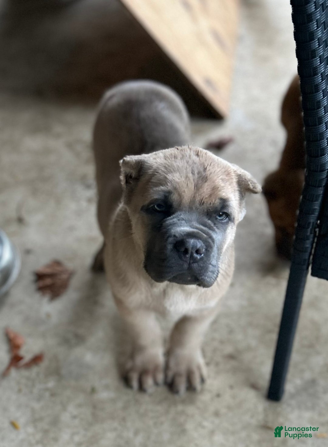Cane Corso dogs for sale: Grey collar- male - Ad 9