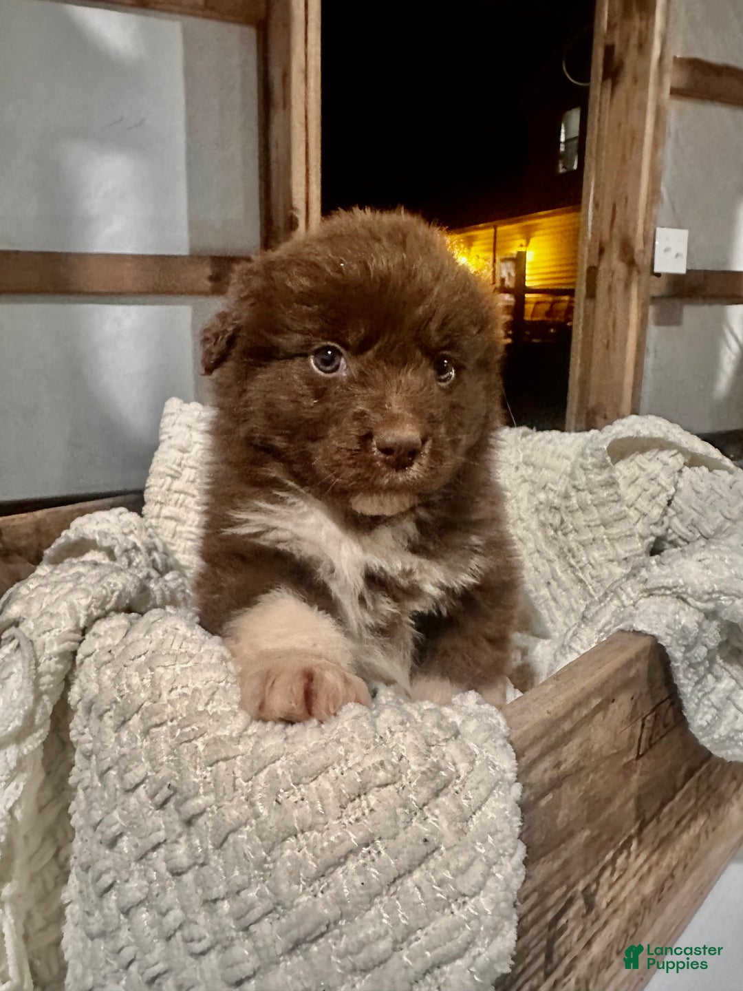Aussiedoodle dogs for sale: Chunker - Ad 7