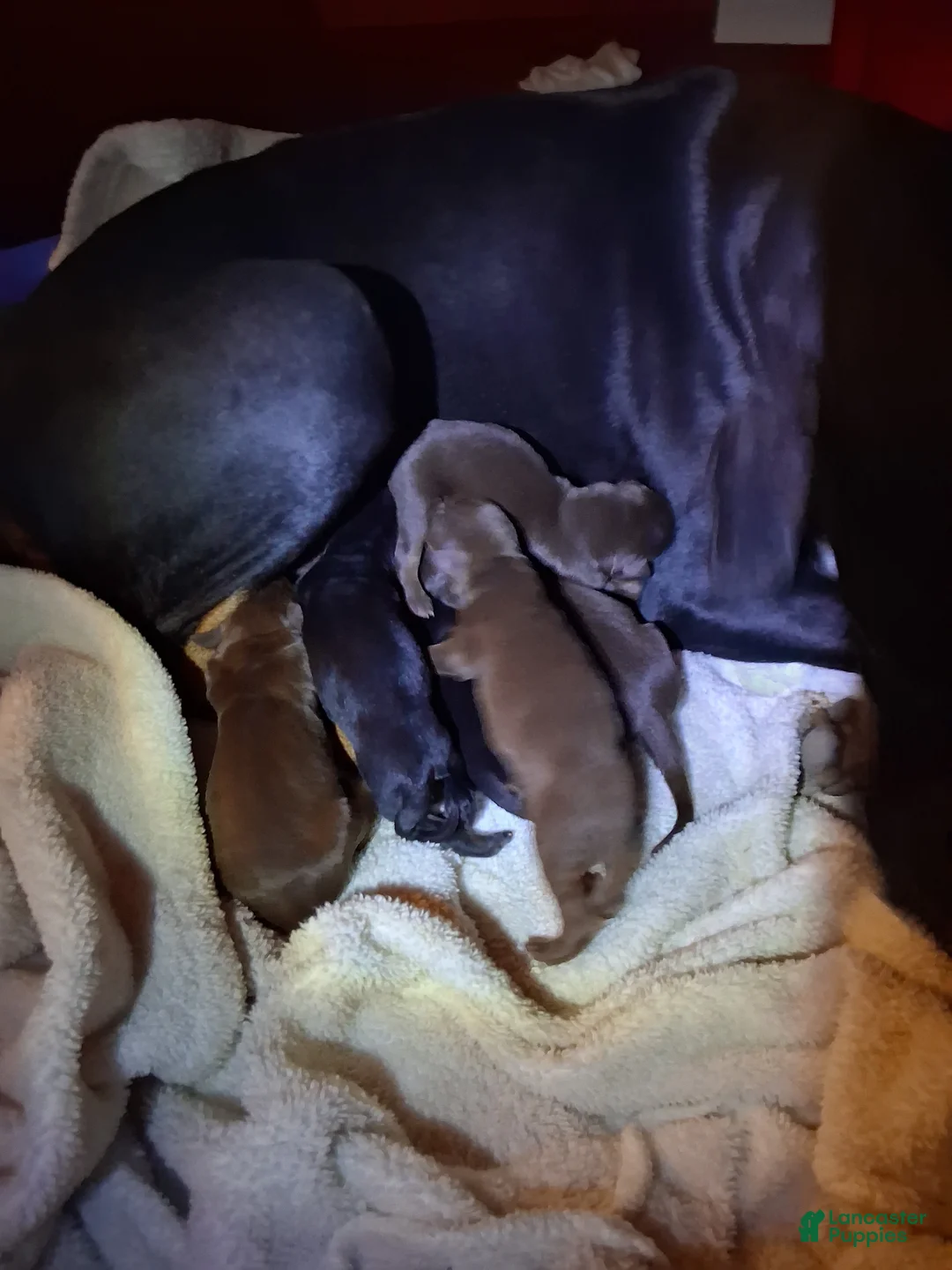Doberman Pinscher dogs for sale: Doberman Pinscher 7 - Ad 1