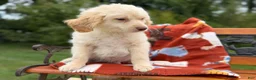 Mixed Breed dogs for sale: Pistachio (Boy) - Ad 5