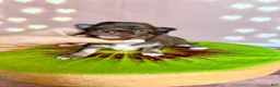 Chihuahua dogs for sale: 🥝Kiwi🥝 - Ad 5