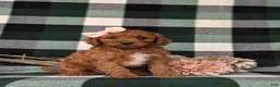 Mini Goldendoodle dogs for sale: Tehya 9 lbs Full Grown - Ad 3