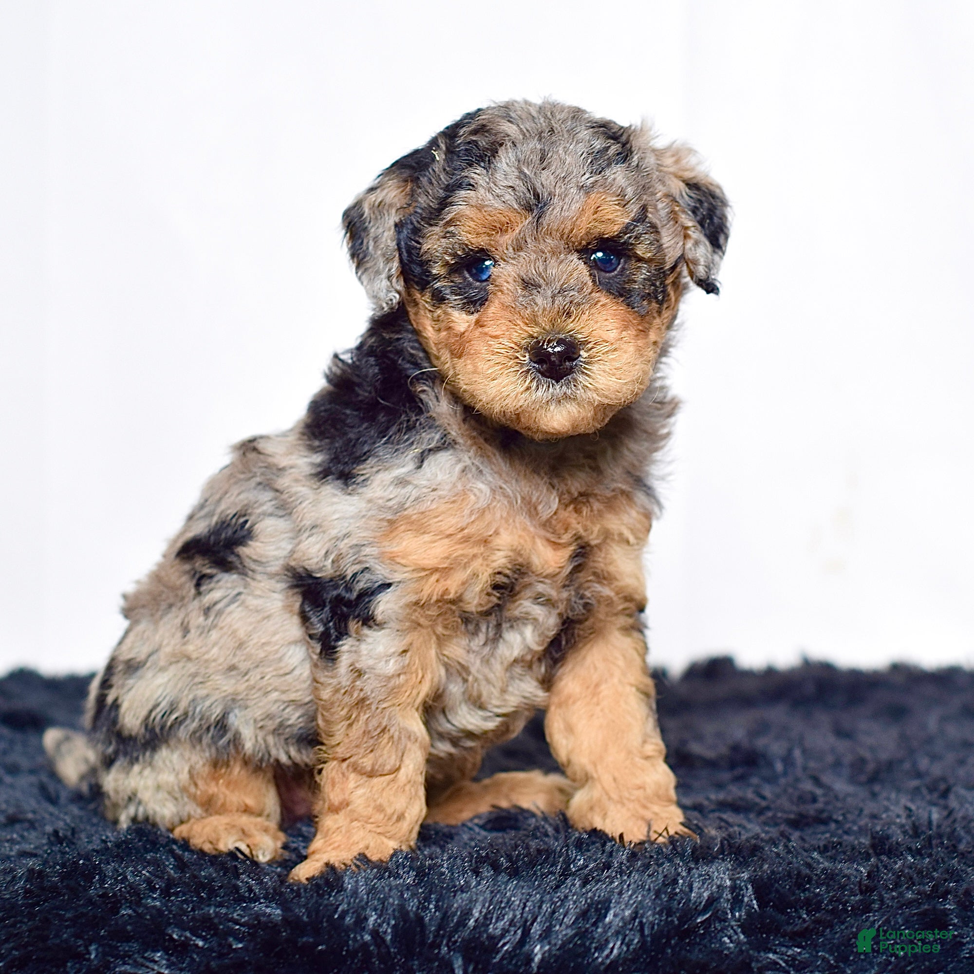 Mini Goldendoodle dogs for sale: Mr. Karl - Ad 1