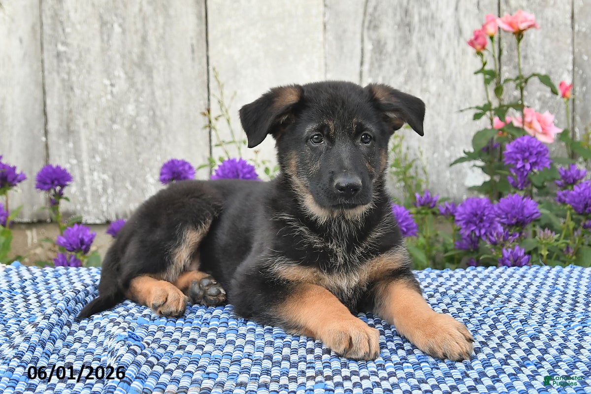 German Shepherd dogs Ruby - Ad 1