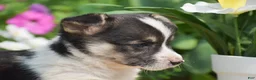Welsh Corgi Pembroke dogs for sale: Conrad - Ad 3