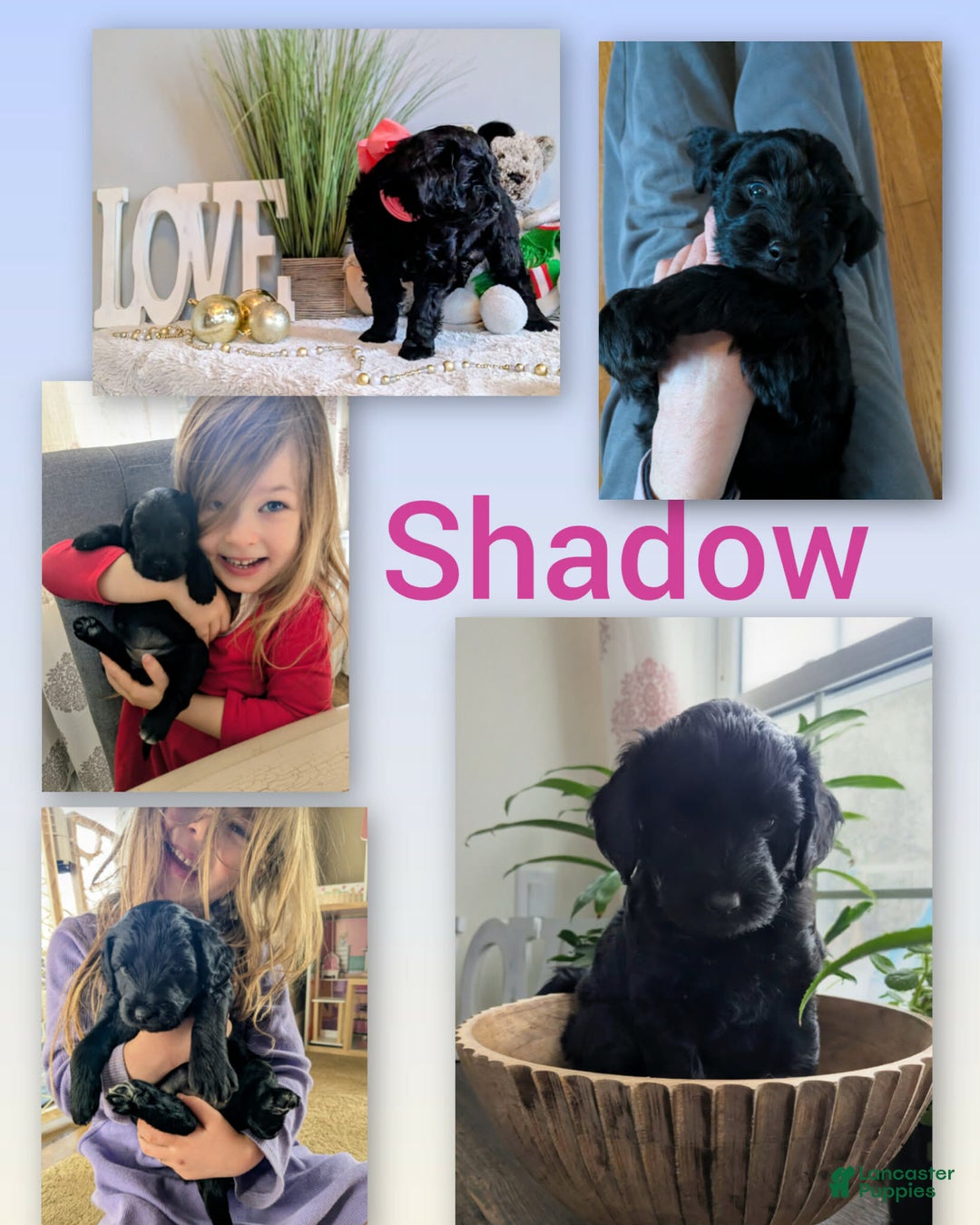 Goldendoodle dogs for sale: Golden Mountain Doodle Puppy 4 - Ad 1