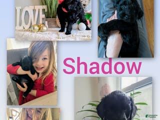 Goldendoodle dogs Golden Mountain Doodle Puppy 4 - Ad 18