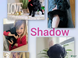 Goldendoodle dogs Golden Mountain Doodle Puppy 4 - Ad 18