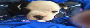 Dumplin