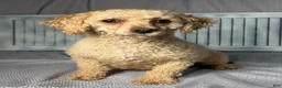 Maltipoo dogs for sale: Scottie - Ad 6