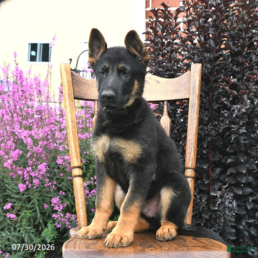 German Shepherd dogs Kristian - Ad 2