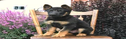 German Shepherd dogs for sale: Kristian - Ad 2
