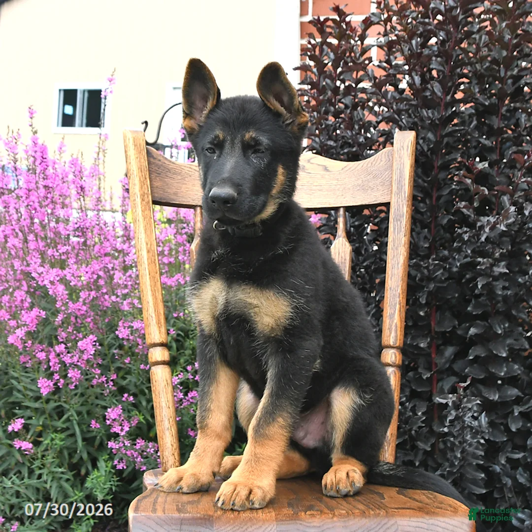 German Shepherd dogs for sale: Kristian - Ad 2