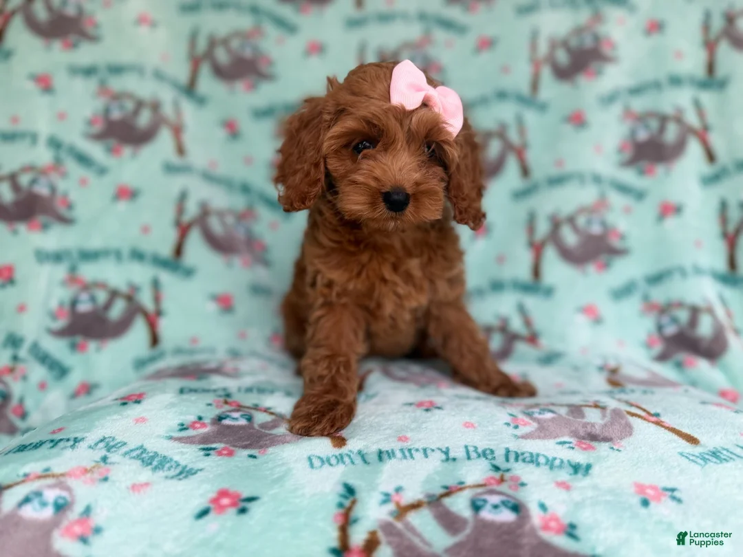 Cockapoo dogs for sale: Remi - Ad 1