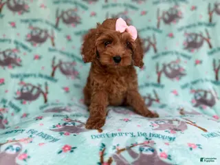 Cockapoo dogs Remi - Ad 10