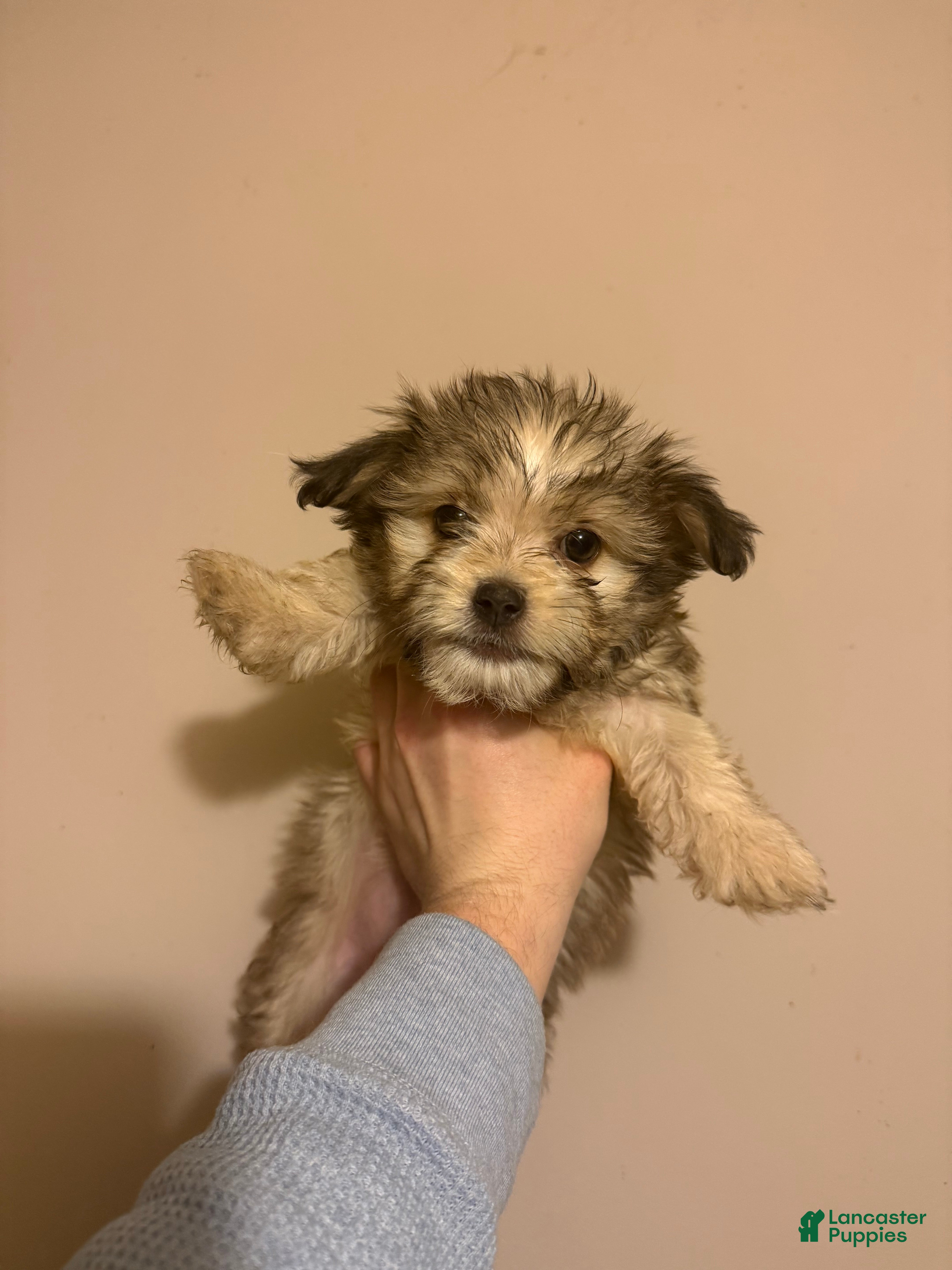 Mixed Breed dogs Mixed Breed Puppy 3 - Ad 38