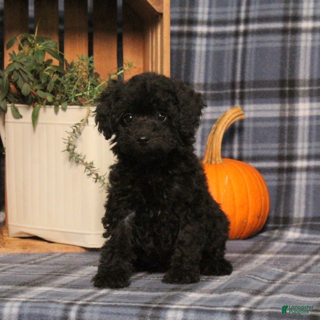 Mini Goldendoodle dogs Amanda - Ad 1