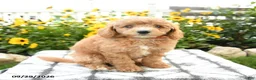 Bichpoo dogs for sale: Axel - Ad 3