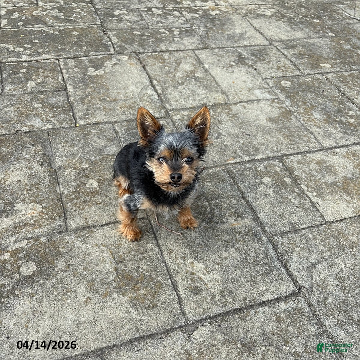 Yorkshire Terrier dogs Abraham - Ad 2