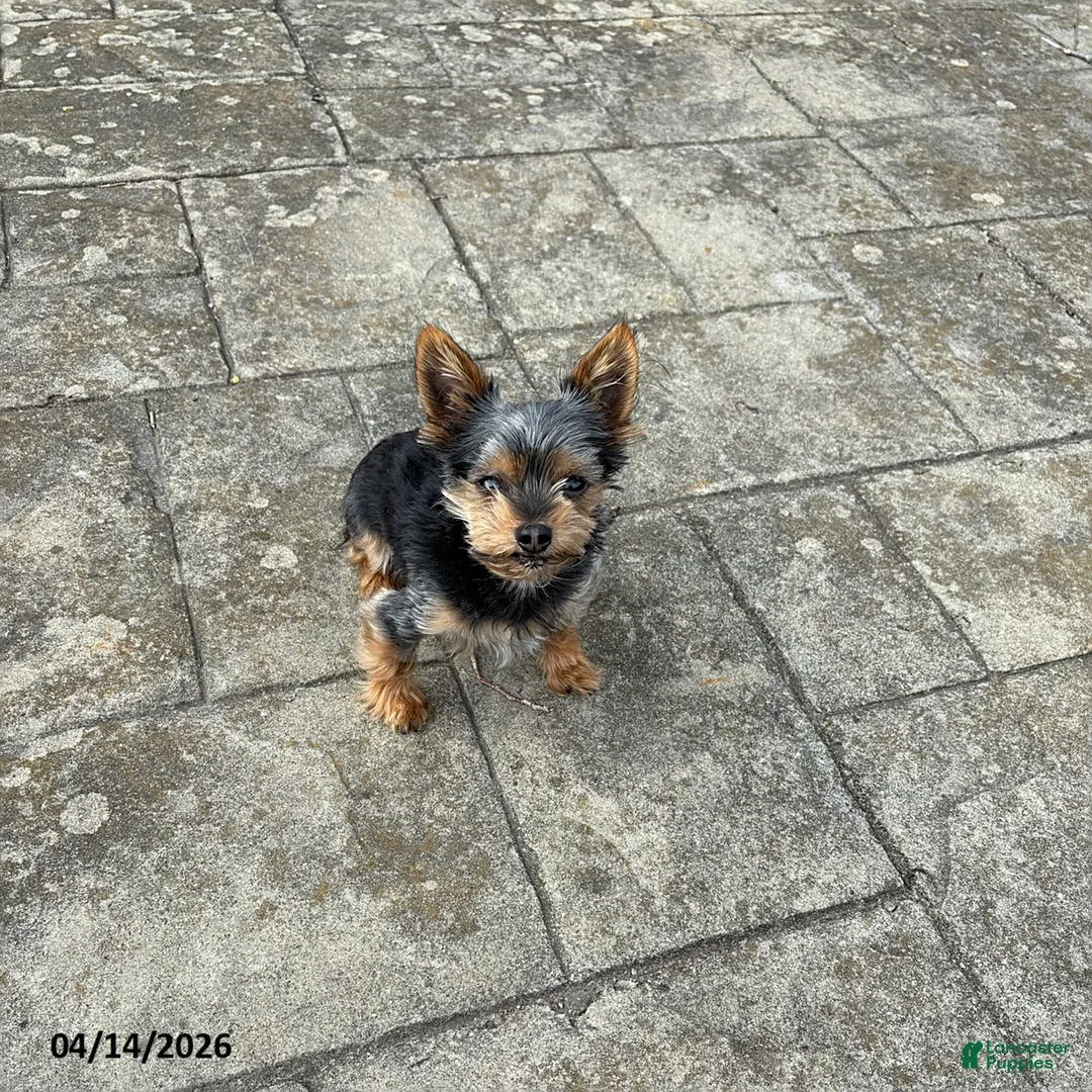 Yorkshire Terrier dogs for sale: Abraham - Ad 2