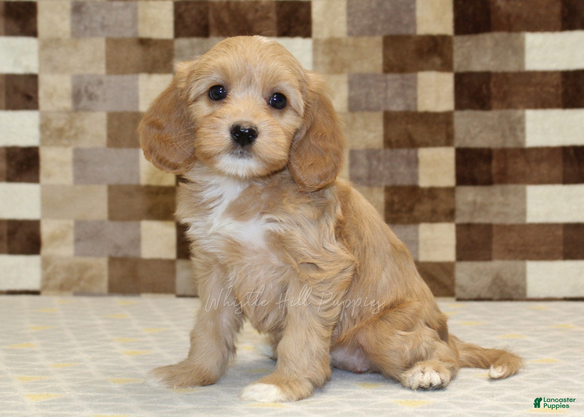 Mixed Breed dogs Macy - Ad 1